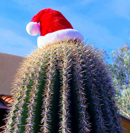 START A NEW TRADITION-GET A HOLIDAY PLANT!