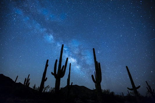 Cacti of Arizona's Deserts