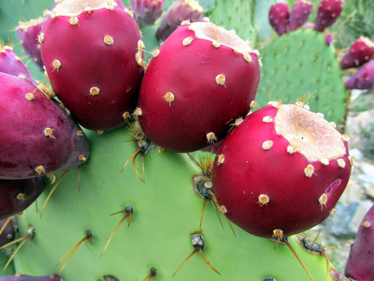 Harvesting and Using Prickly Pear