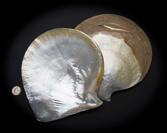 Iridescent Wonders: Abalone & Mother of Pearl